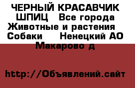 ЧЕРНЫЙ КРАСАВЧИК ШПИЦ - Все города Животные и растения » Собаки   . Ненецкий АО,Макарово д.